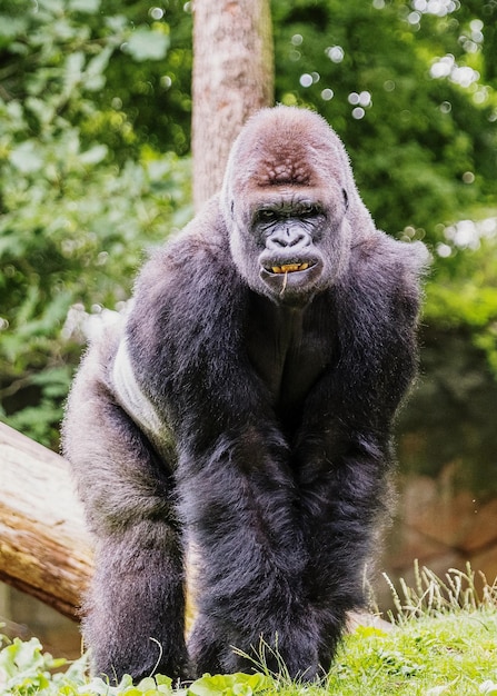 Portrait of gorilla on grassy field