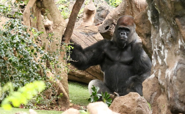動物園に座っているゴリラの肖像画