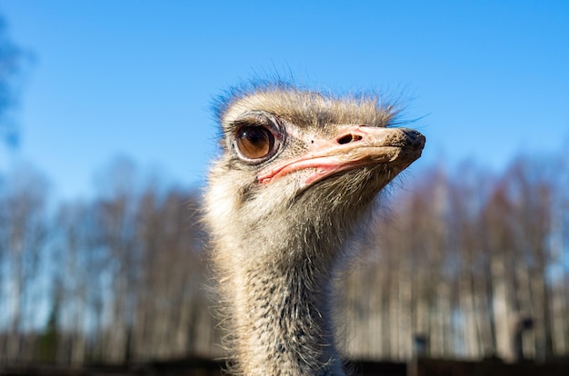 Portrait of a graceful ostrich in sunlight