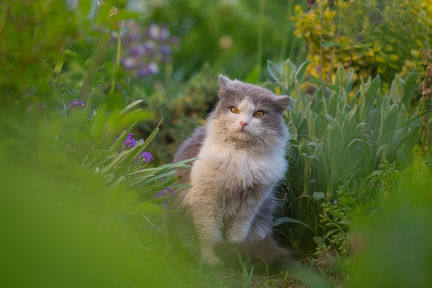 Portrait of gray beautiful cat looking with interest Amazement gray and white cat lying in the garden Beautiful gray and white cat looking proud