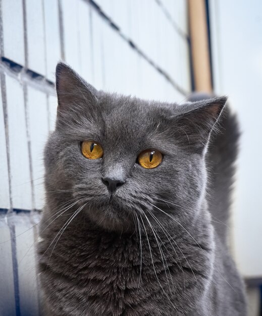 Portrait of a gray cat close up.