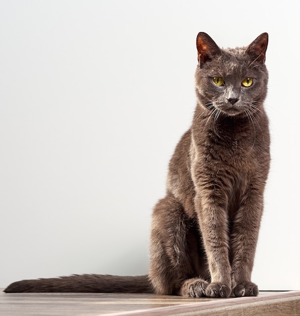 Portrait of a gray cat close up.