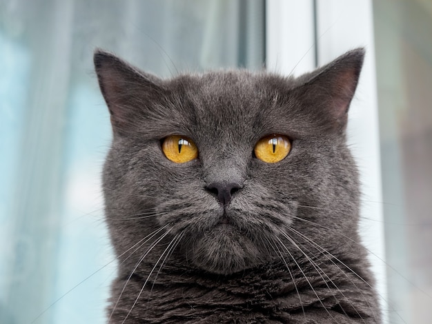 Ritratto di un gatto grigio da vicino.