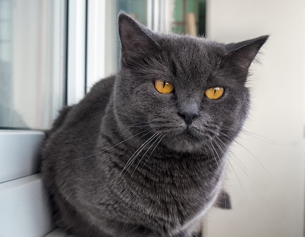 Ritratto di un gatto grigio da vicino.