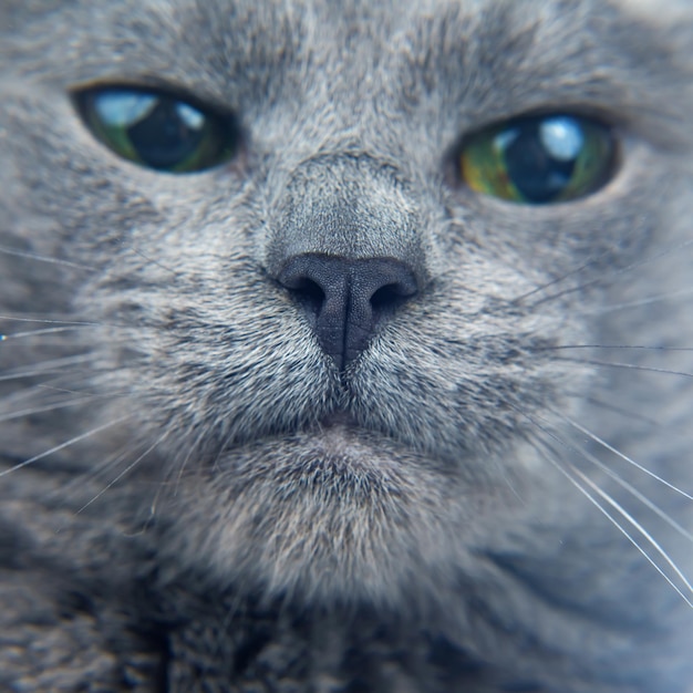 Foto ritratto di un primo piano del gatto grigio