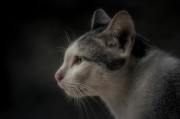 Portrait gray cat and dark background. Copy space