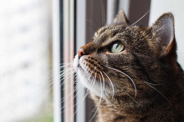 Ritratto di un gatto grigio che guarda fuori dallo spazio della copia della finestra