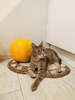 Il ritratto di un gatto grigio si siede su un tappeto insieme a una zucca arancione malata all'interno