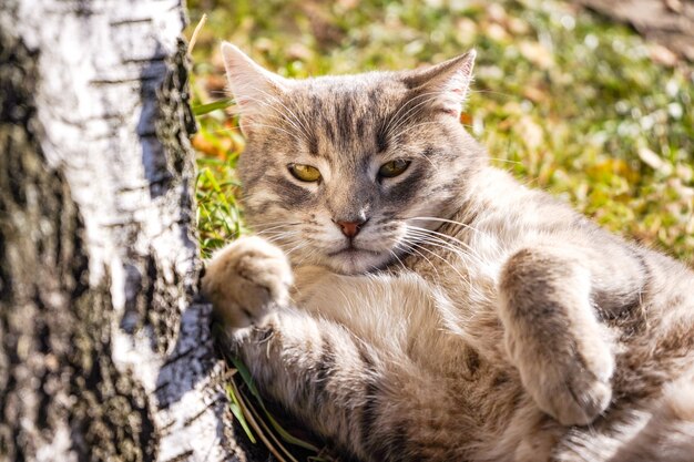 ゆっくりと芝生に横たわる灰色の猫の肖像画。