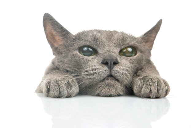 Portrait of a gray cat on a white background closeup