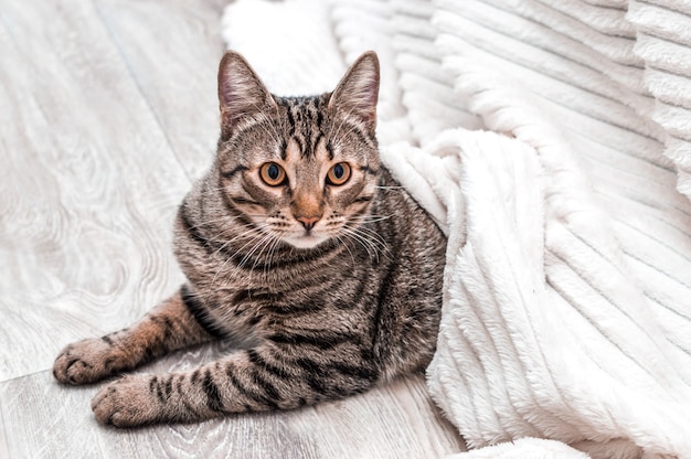 Portrait of a gray cat under a white blanket