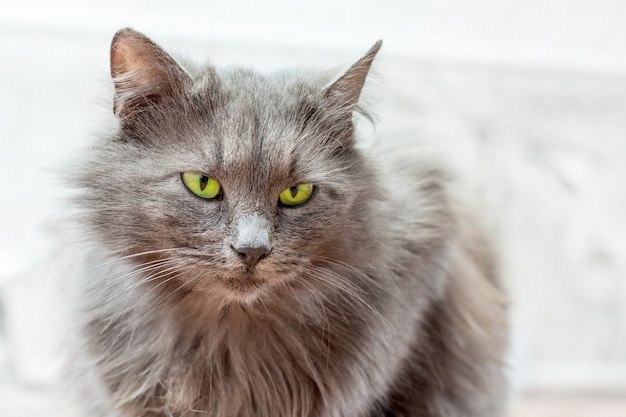 Portrait of  gray cat with distinct green eyes