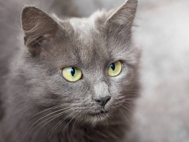 Ritratto di un gatto grigio con il primo piano degli occhi verdi