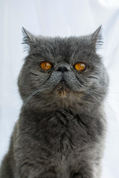 Photo portrait of a gray cat with orange eyes on a white background