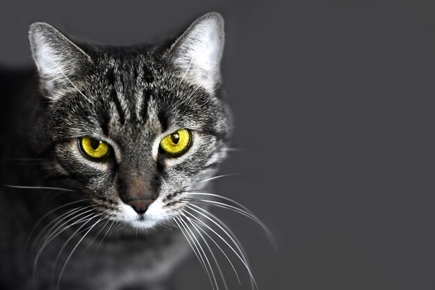 Portrait of a Gray cat with  yellow eyes on a Grey background