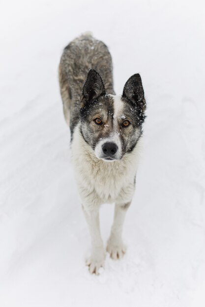 Portrait of gray dog outdoors on snow