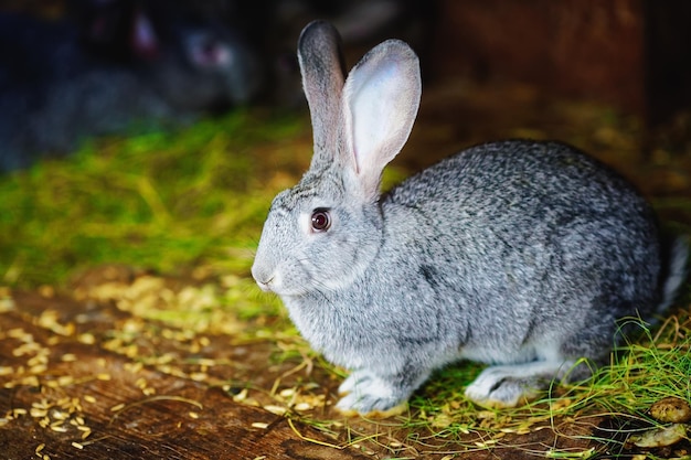 Portrait of a gray fluffy rabbit on a farm in a natural environment