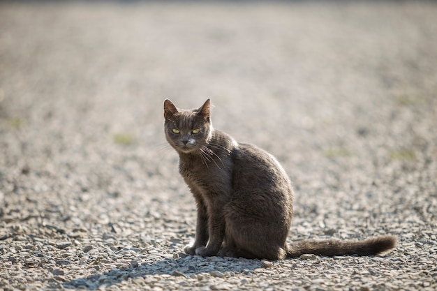 작은 자갈에 야외에서 앉아 녹색 눈을 가진 회색 자란 성인 큰 짧은 머리 고양이의 초상화