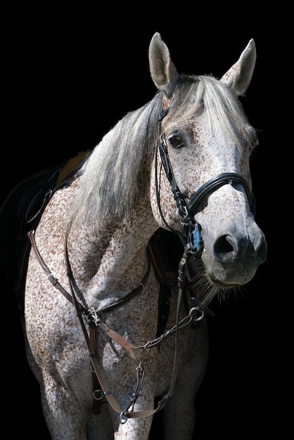 Photo portrait of a gray horse in riding gear on a black background
