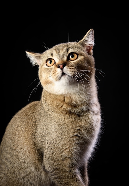 Portrait of a gray kitten scottish straight chinchilla on a black background, close up