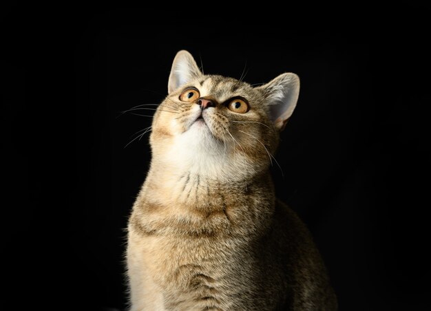 Portrait of a gray kitten scottish straight chinchilla on black, the cat looks up