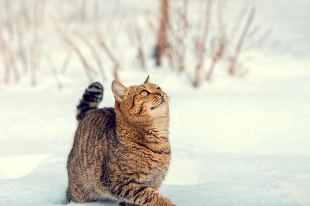 Portrait of gray little kitten walking on the snow outdoor