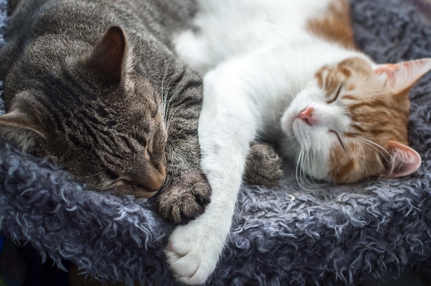 Ritratto di un gatto grigio e rosso che dorme abbracciato sul letto