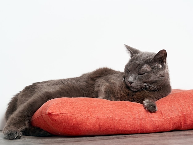 Portrait of a gray relaxed cat