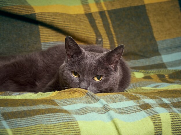 Portrait of a gray relaxed cat