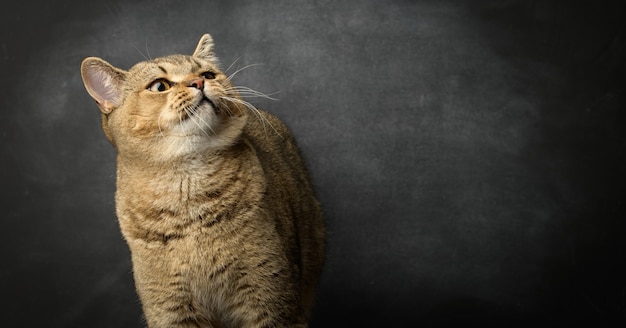 Portrait of a gray Scottish straight cat on a black surface,  funny face, copy space