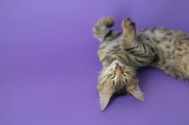 Portrait of a gray striped cat lying on the background in the studio Space for copying text Isolated on a solid purple background The concept of pets