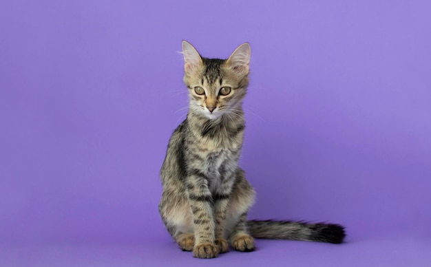 Portrait of a gray striped cat lying on the background in the studio Space for copying text Isolated on a solid purple background The concept of pets