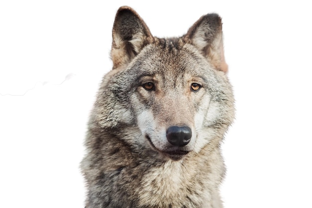 portrait of a gray wolf isolated on a white background