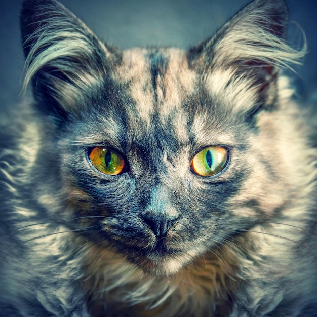 Portrait of a grayred cat closeup