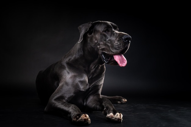 孤立した黒い背景のグレートデン犬の肖像画暗いキーでスタジオで撮影