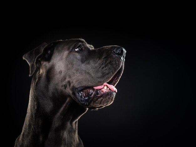 Portrait of a Great Dane dog on an isolated black background