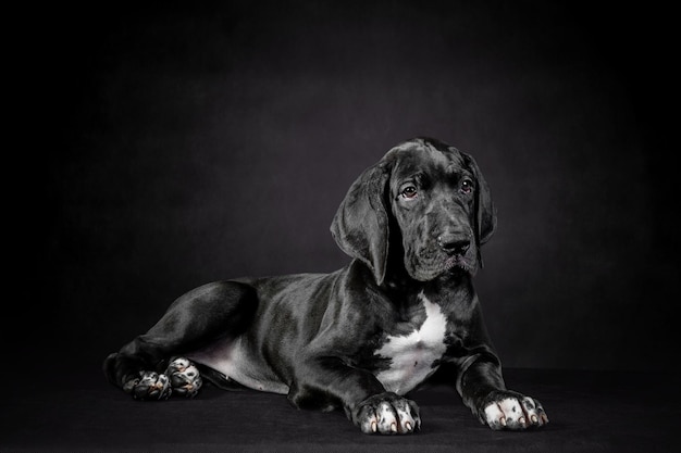 黒い背景のグレートデーン犬の子犬の肖像画