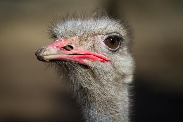 Portrait of a Greater Rhea Rhea americana