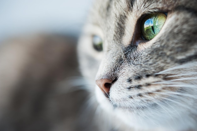 Portrait of green-eyed cat. Macro image with selective focus