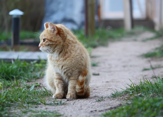 Портрет зеленоглазой кошки на фоне природы