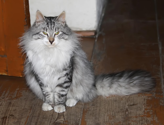 Portrait of green-eyed cat sitting on wooden floor