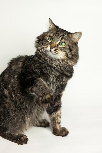 Portrait of green eyed cat on white wall