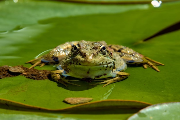 Ritratto di una rana verde sul lago