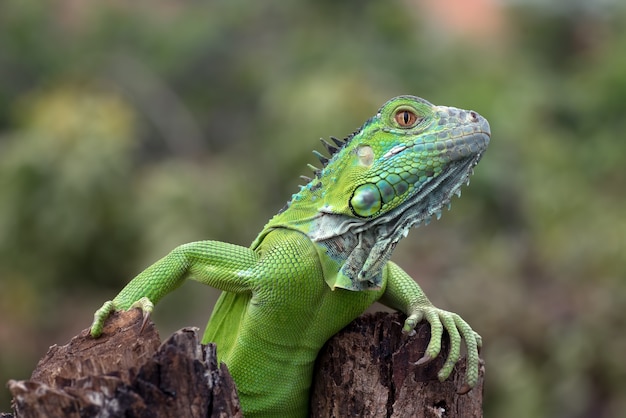 Portrait of a green iguana in bright colors