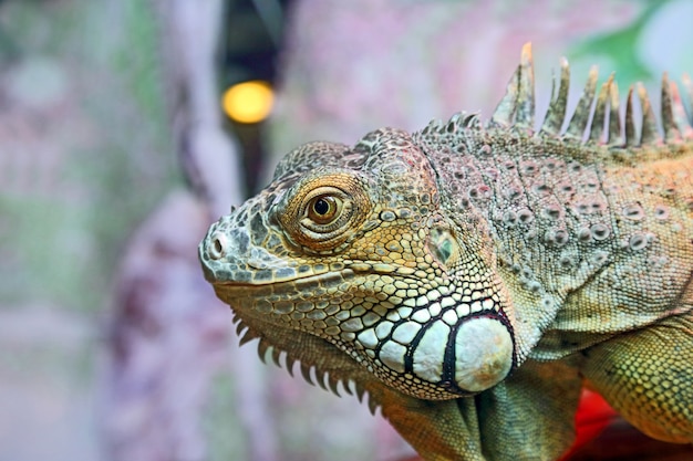 Portrait of green iguana closeup
