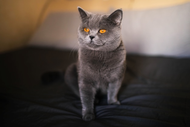 Portrait of a grey british cat on the bed