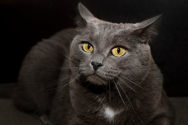 Portrait of a grey British cat with yellow eyes on a dark background