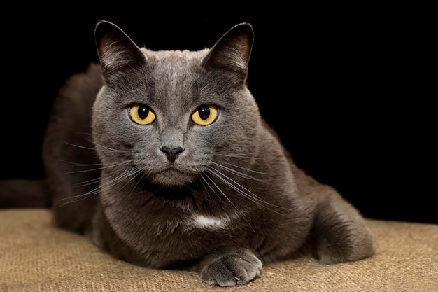 Portrait of a grey British cat with yellow eyes on a dark background