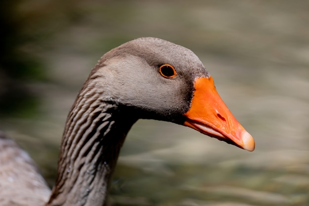 Portrait of a grey goose 