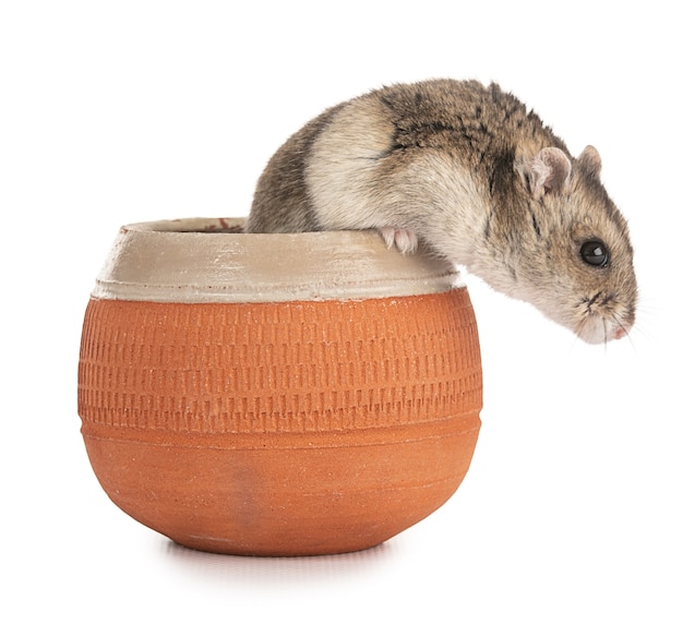 Portrait of a grey hamster in an earthenware bowl on white background